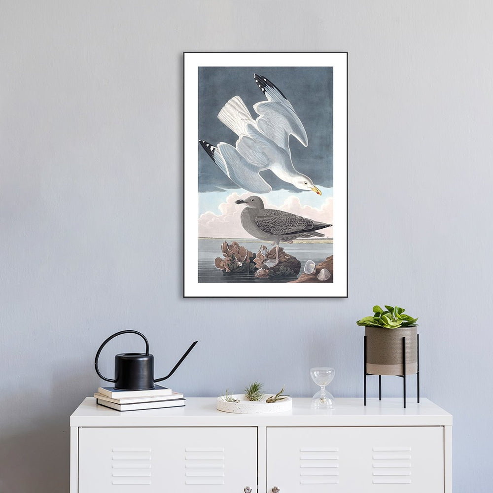 wall-art-print-canvas-poster-framed-Herring Gull, By John James Audubon-by-Gioia Wall Art-Gioia Wall Art