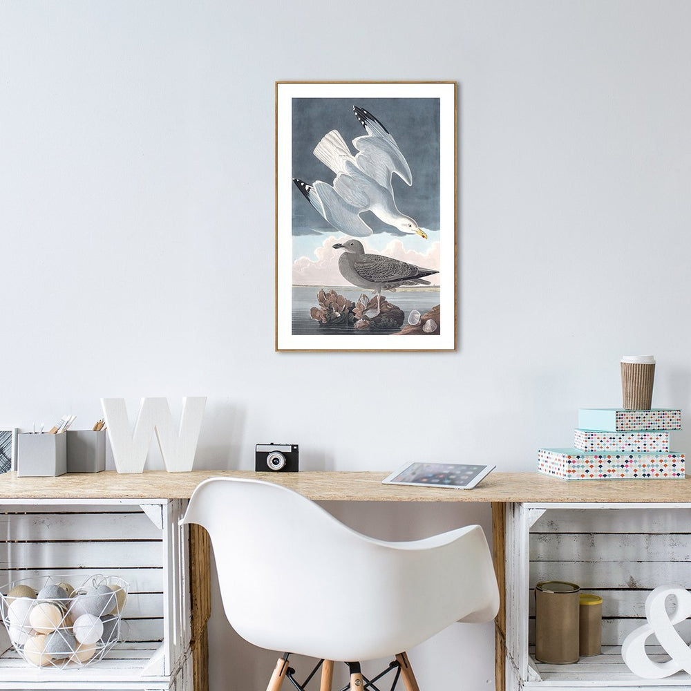 wall-art-print-canvas-poster-framed-Herring Gull, By John James Audubon-by-Gioia Wall Art-Gioia Wall Art