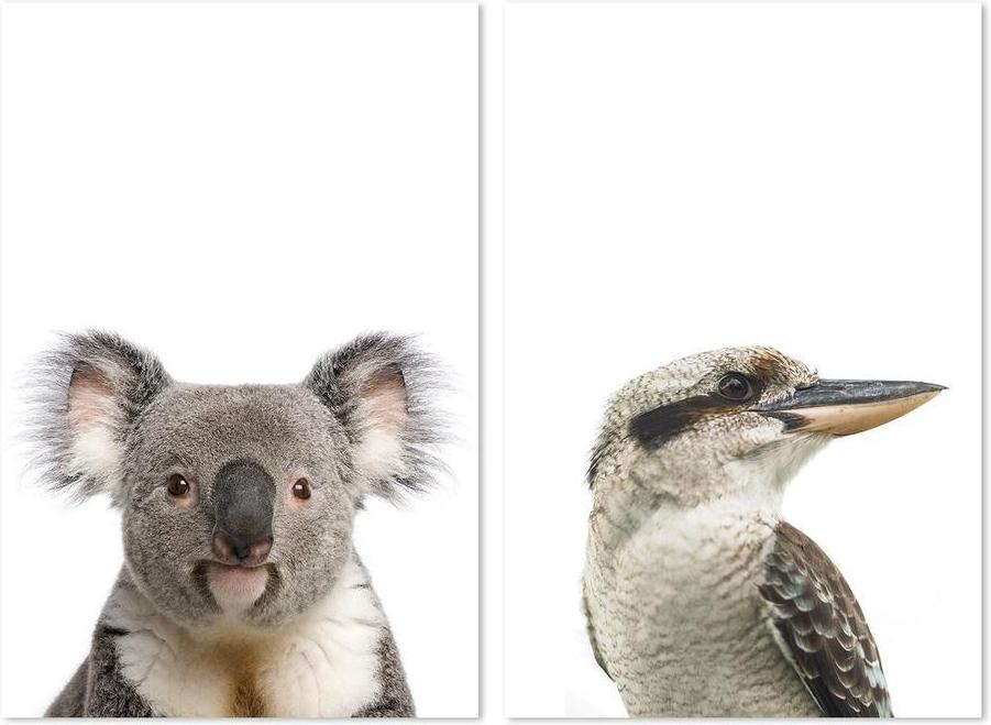 wall-art-print-canvas-poster-framed-Laughing Kookaburra And Koala, Set Of 2-by-Gioia Wall Art-Gioia Wall Art