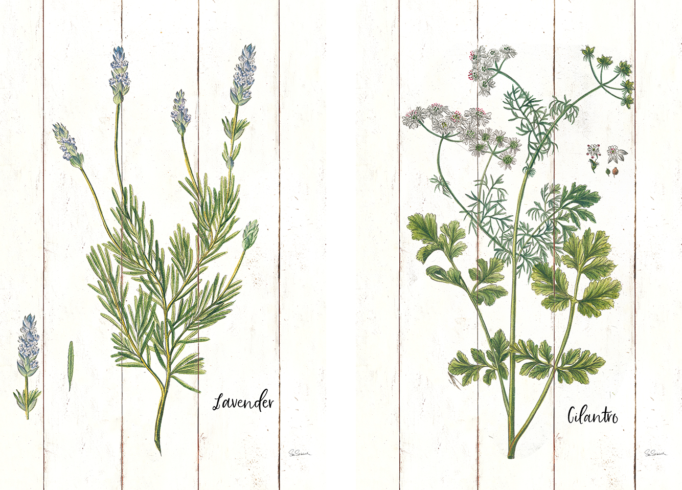 wall-art-print-canvas-poster-framed-Lavender Cottage Herbs Style A & Cilantro Cottage Herbs Style B, Set Of 2 , By Sue Schlabach-1