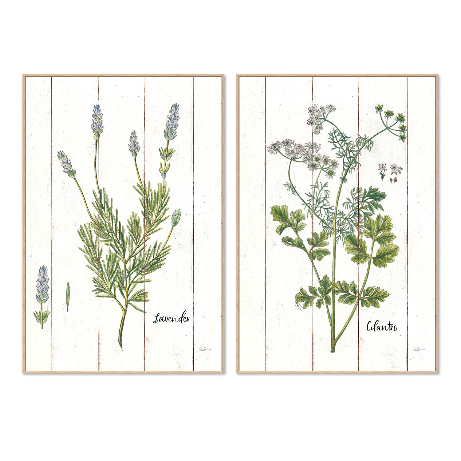 wall-art-print-canvas-poster-framed-Lavender Cottage Herbs Style A & Cilantro Cottage Herbs Style B, Set Of 2 , By Sue Schlabach-4