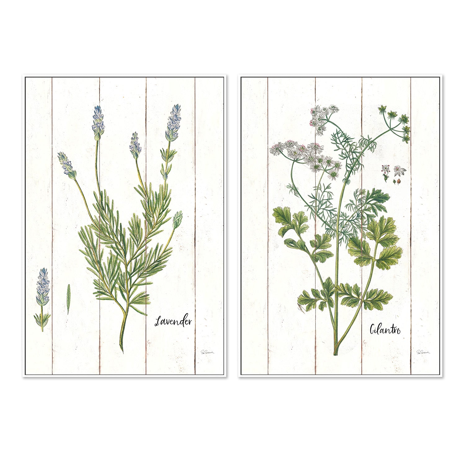 wall-art-print-canvas-poster-framed-Lavender Cottage Herbs Style A & Cilantro Cottage Herbs Style B, Set Of 2 , By Sue Schlabach-5