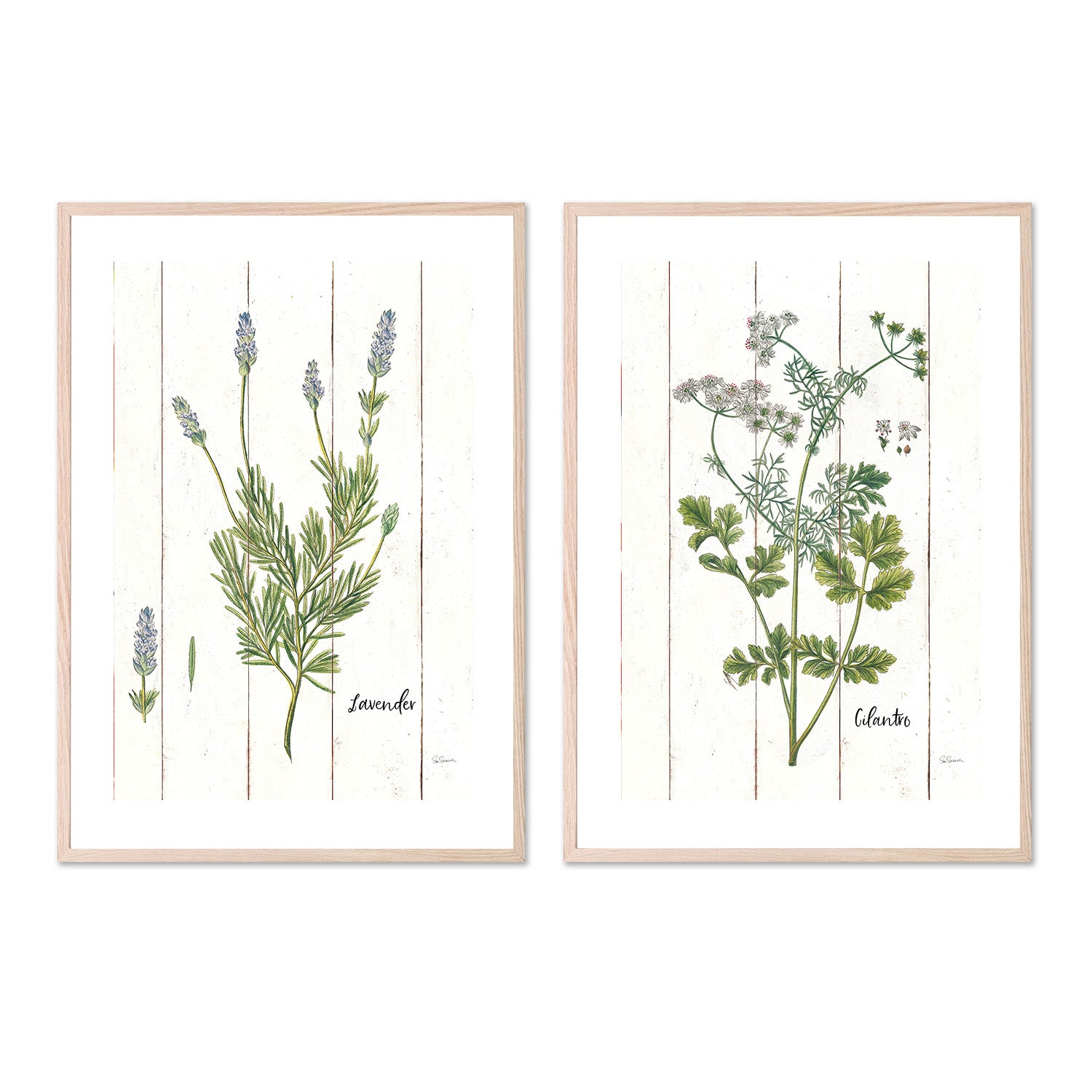 wall-art-print-canvas-poster-framed-Lavender Cottage Herbs Style A & Cilantro Cottage Herbs Style B, Set Of 2 , By Sue Schlabach-6