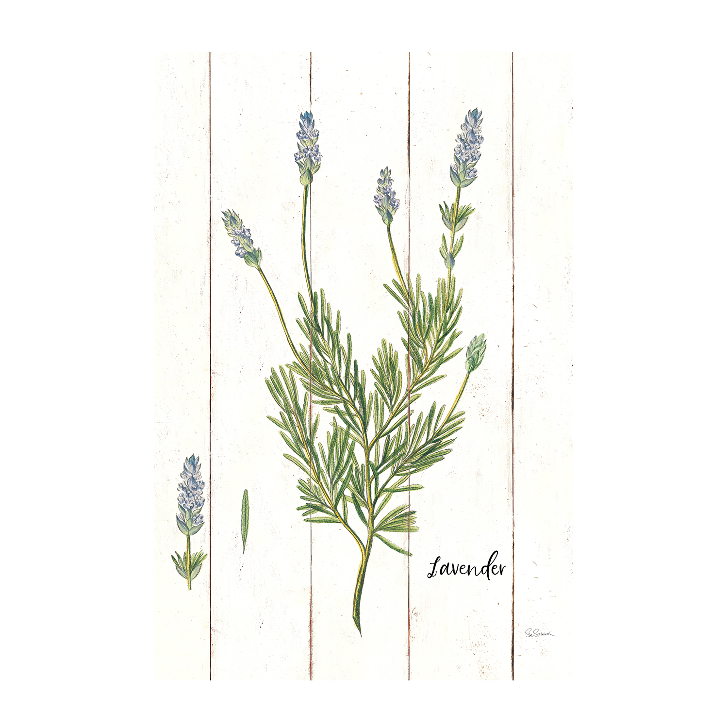 wall-art-print-canvas-poster-framed-Lavender Cottage Herbs Style A & Cilantro Cottage Herbs Style B, Set Of 2 , By Sue Schlabach-8