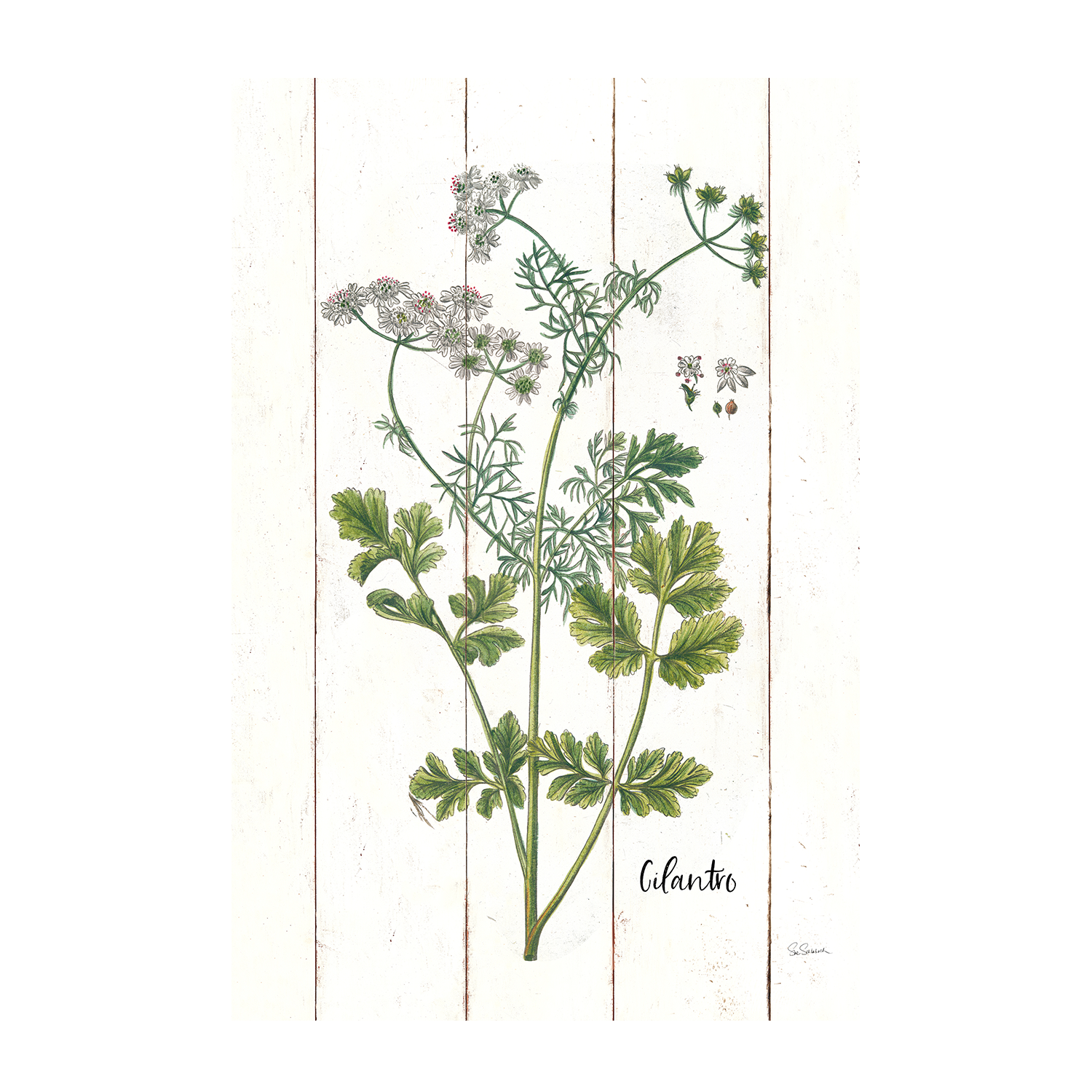 wall-art-print-canvas-poster-framed-Lavender Cottage Herbs Style A & Cilantro Cottage Herbs Style B, Set Of 2 , By Sue Schlabach-9