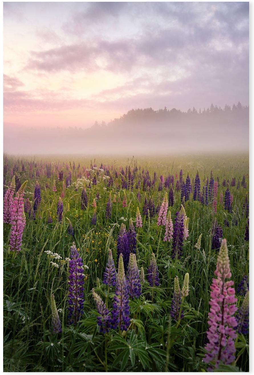 wall-art-print-canvas-poster-framed-Lavender Meadow , By Christian Lindsten-GIOIA-WALL-ART