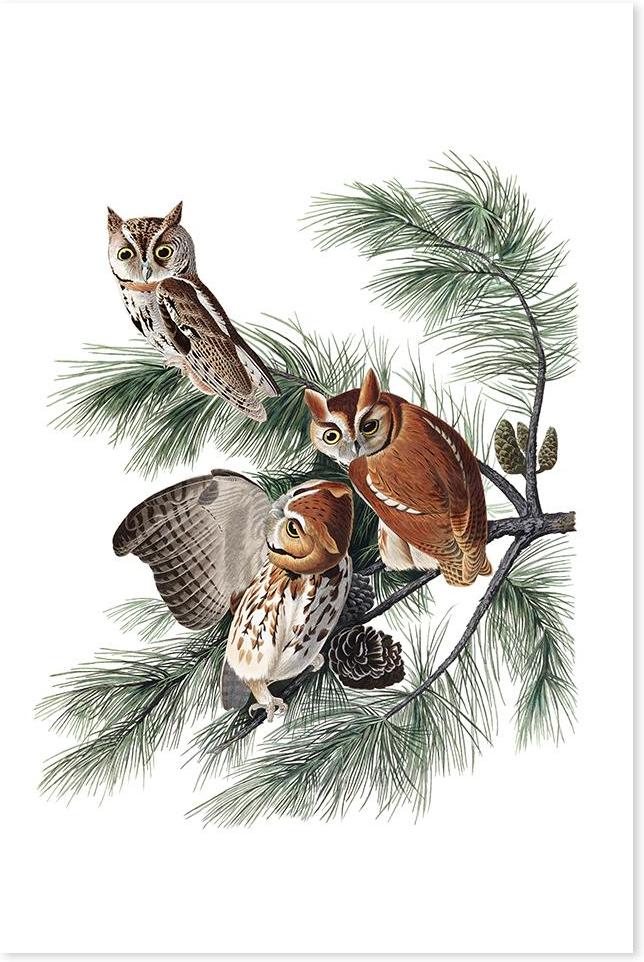 wall-art-print-canvas-poster-framed-Little Screech Owl, By John James Audubon-by-Gioia Wall Art-Gioia Wall Art
