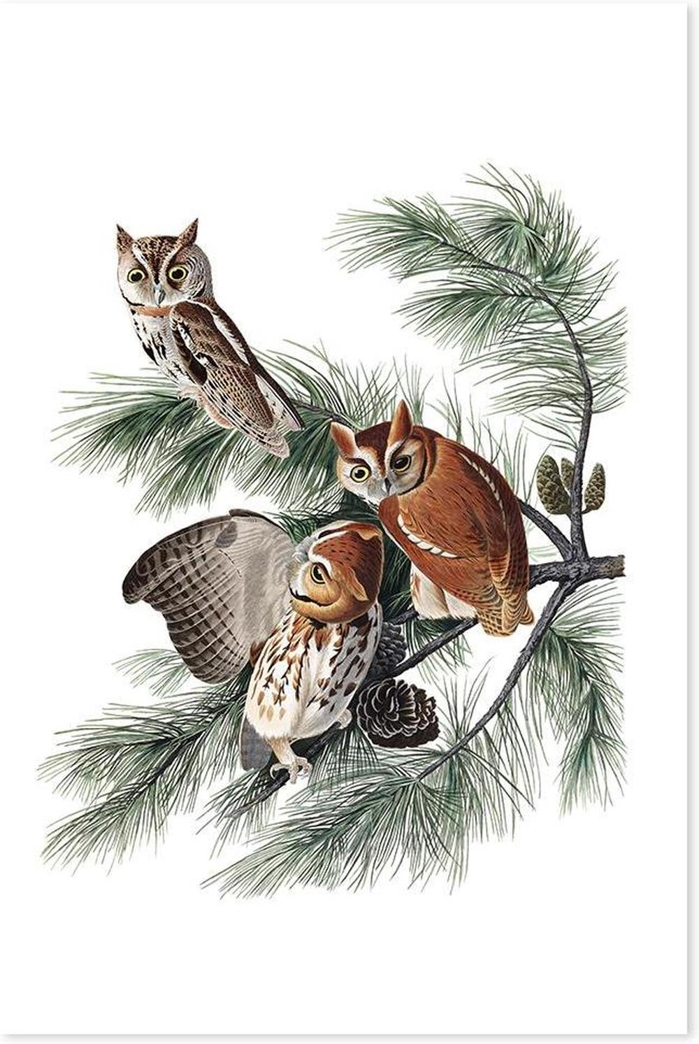 wall-art-print-canvas-poster-framed-Little Screech Owl, By John James Audubon-by-Gioia Wall Art-Gioia Wall Art