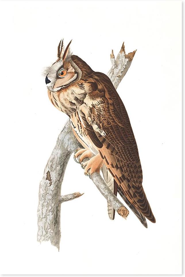 wall-art-print-canvas-poster-framed-Long Eared Owl, By John James Audubon-by-Gioia Wall Art-Gioia Wall Art