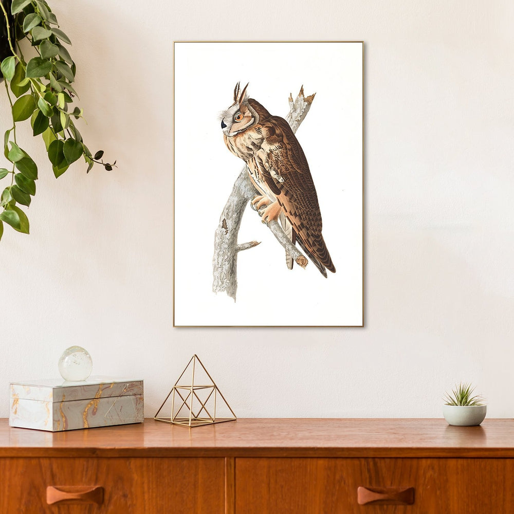 wall-art-print-canvas-poster-framed-Long Eared Owl, By John James Audubon-by-Gioia Wall Art-Gioia Wall Art