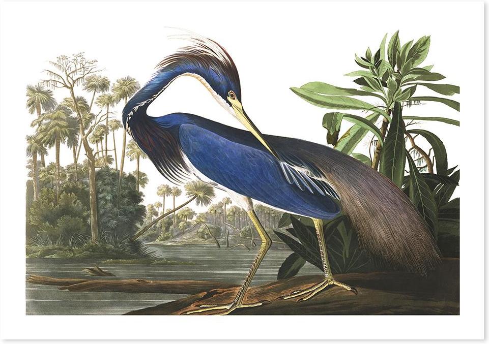 wall-art-print-canvas-poster-framed-Louisiana Heron, By John James Audubon-by-Gioia Wall Art-Gioia Wall Art