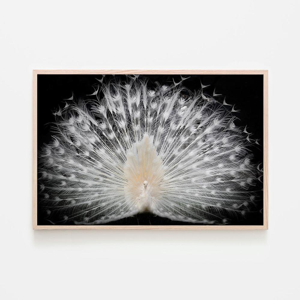 wall-art-print-canvas-poster-framed-Majestic White Peacock-6