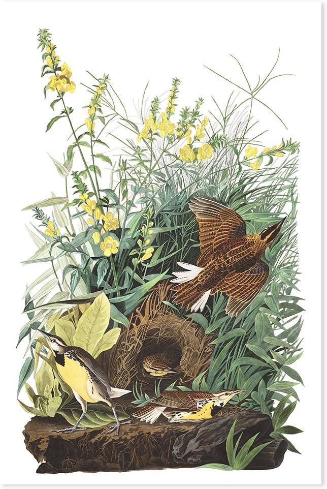 wall-art-print-canvas-poster-framed-Meadow Lark, By John James Audubon-by-Gioia Wall Art-Gioia Wall Art