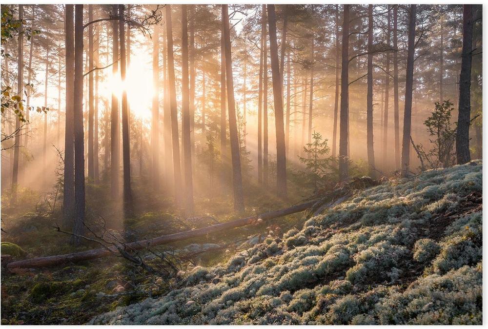 wall-art-print-canvas-poster-framed-Misty Forest , By Christian Lindsten-GIOIA-WALL-ART