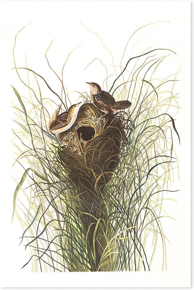 wall-art-print-canvas-poster-framed-Nuttals Lesser Marsh Wren By, John James Audubon-by-Gioia Wall Art-Gioia Wall Art
