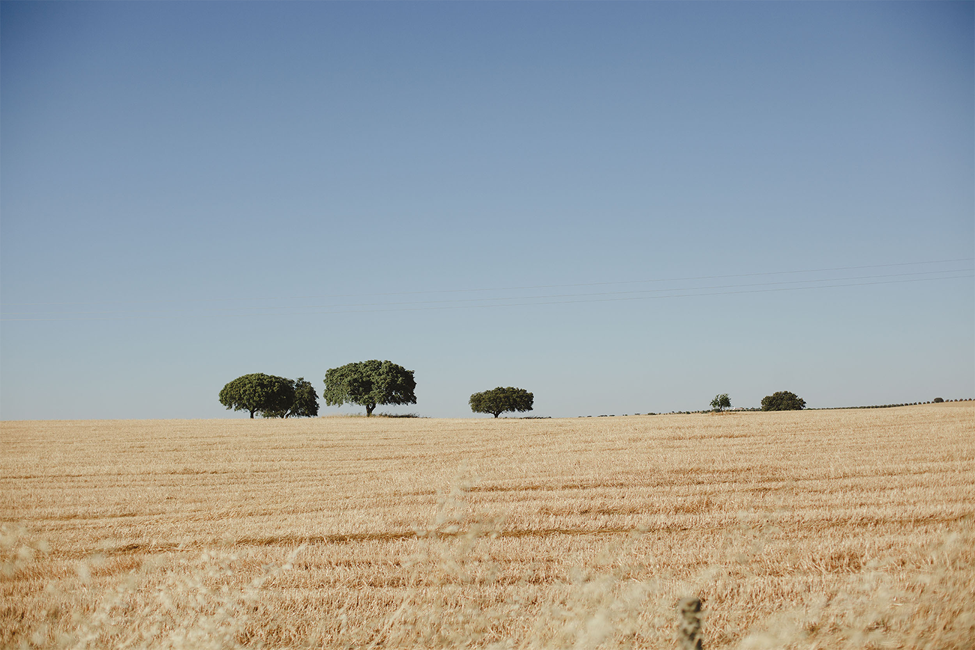 wall-art-print-canvas-poster-framed-Olive Tree Portugal , By Hello Twiggs-1