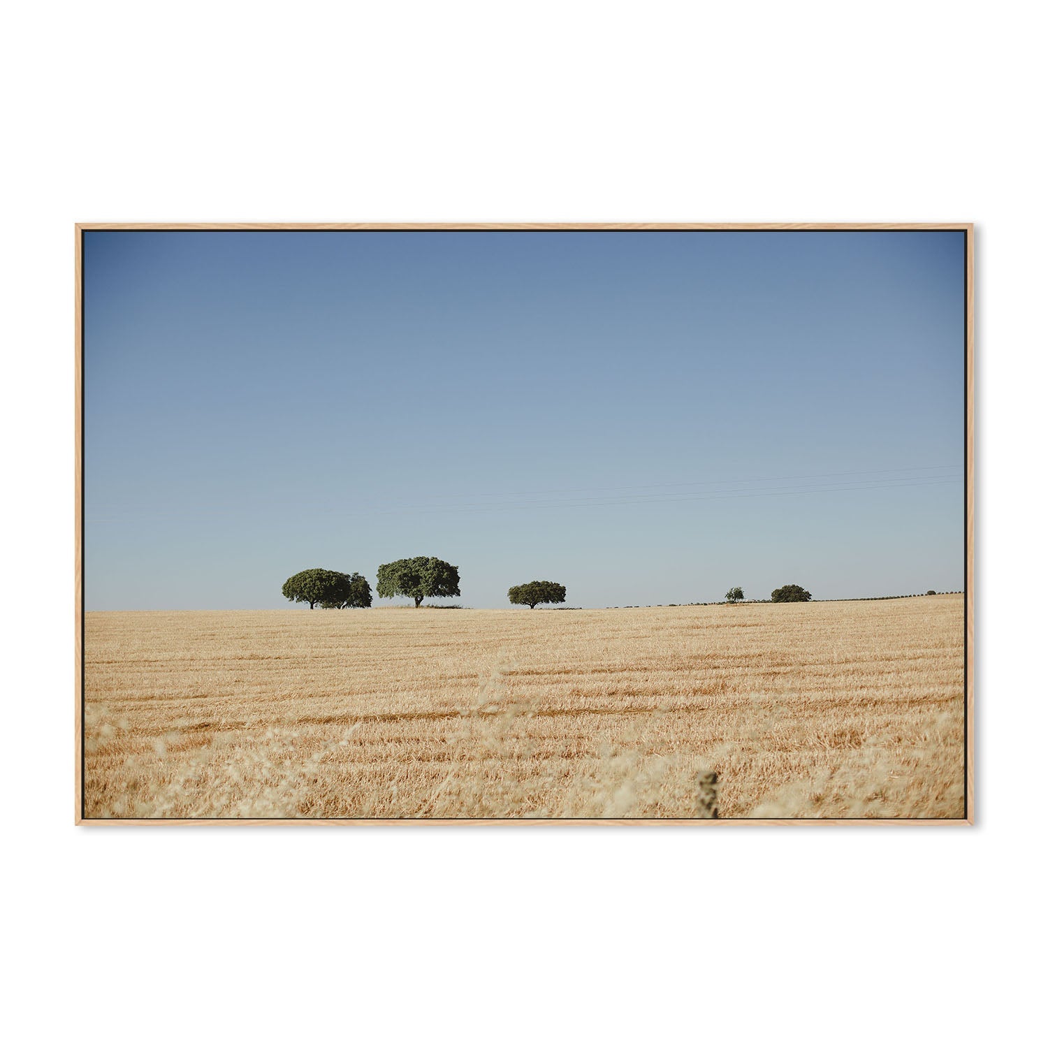 wall-art-print-canvas-poster-framed-Olive Tree Portugal , By Hello Twiggs-4