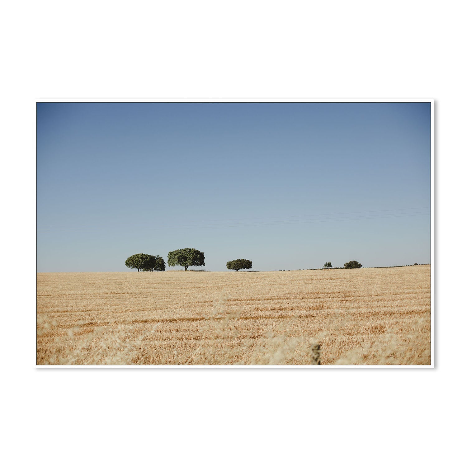 wall-art-print-canvas-poster-framed-Olive Tree Portugal , By Hello Twiggs-5