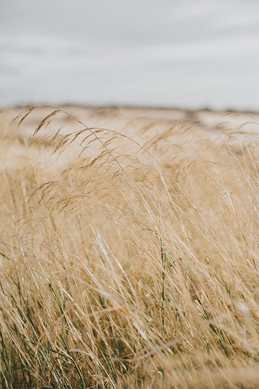 wall-art-print-canvas-poster-framed-Pampas Grass, Style A , By Hello Twiggs-1