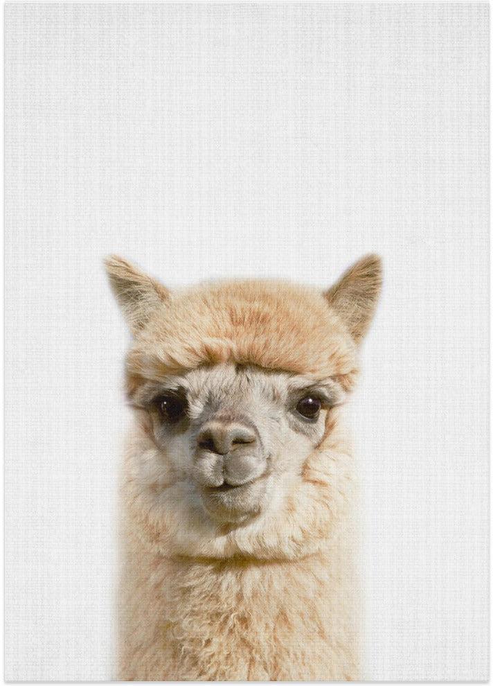 wall-art-print-canvas-poster-framed-Peekaboo Alpaca , By Lola Peacock-1