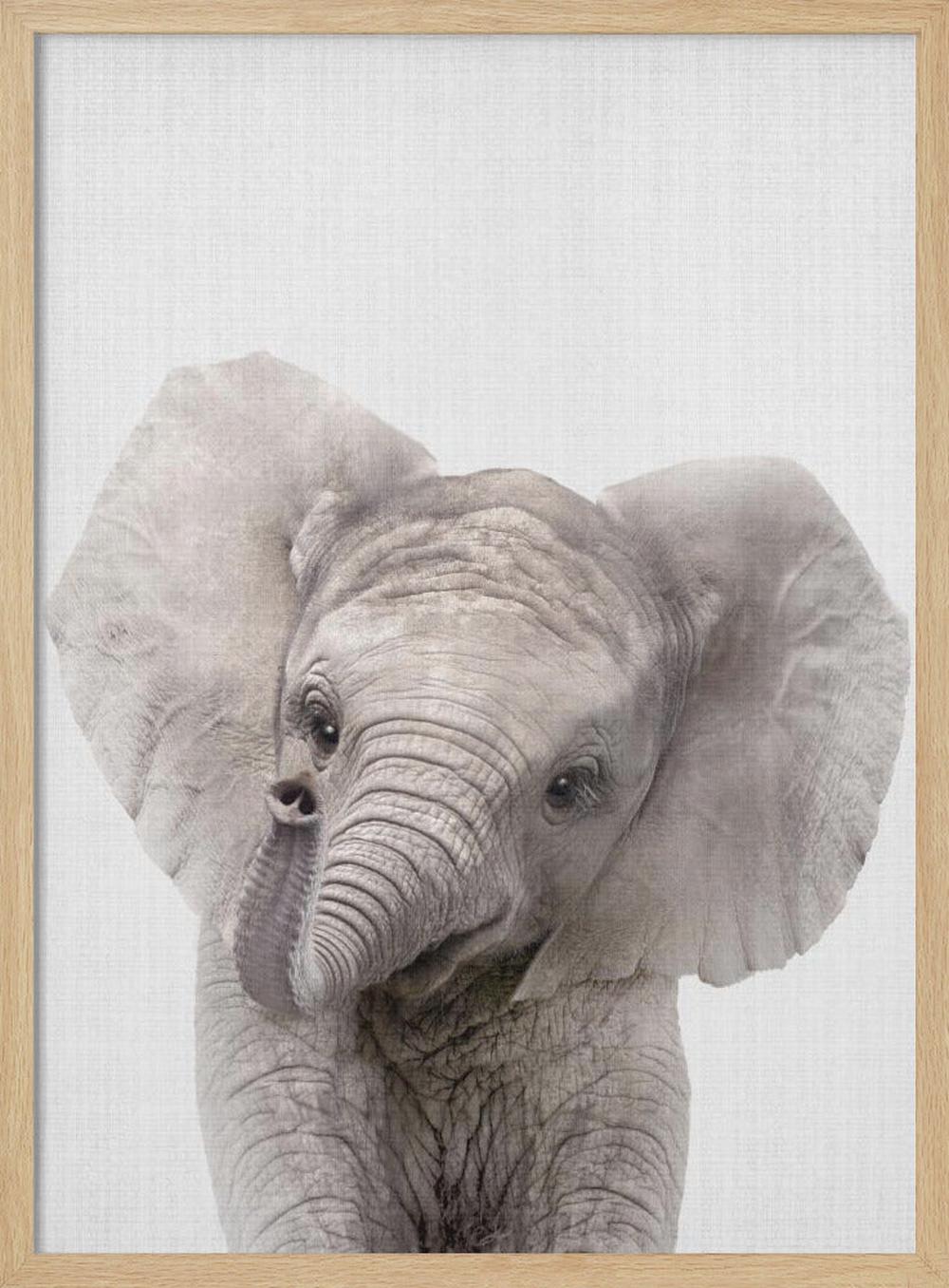 wall-art-print-canvas-poster-framed-Peekaboo Baby Elephant , By Lola Peacock-4