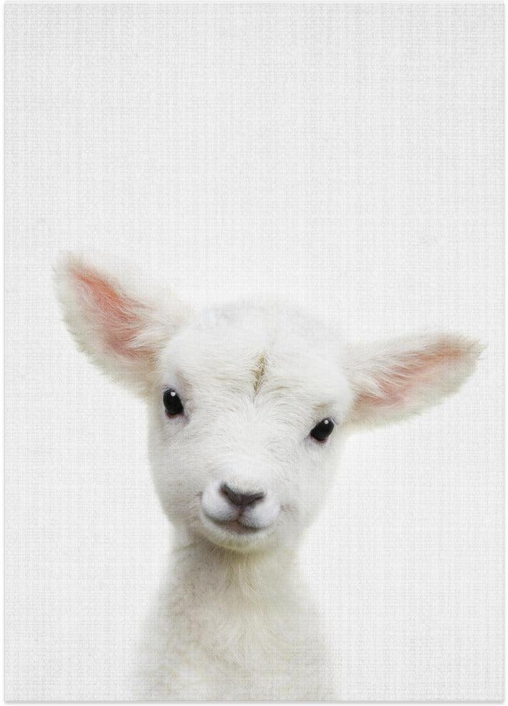 wall-art-print-canvas-poster-framed-Peekaboo Baby Sheep , By Lola Peacock-1