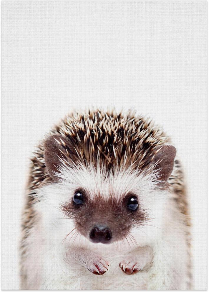 wall-art-print-canvas-poster-framed-Peekaboo Hedgehog , By Lola Peacock-1
