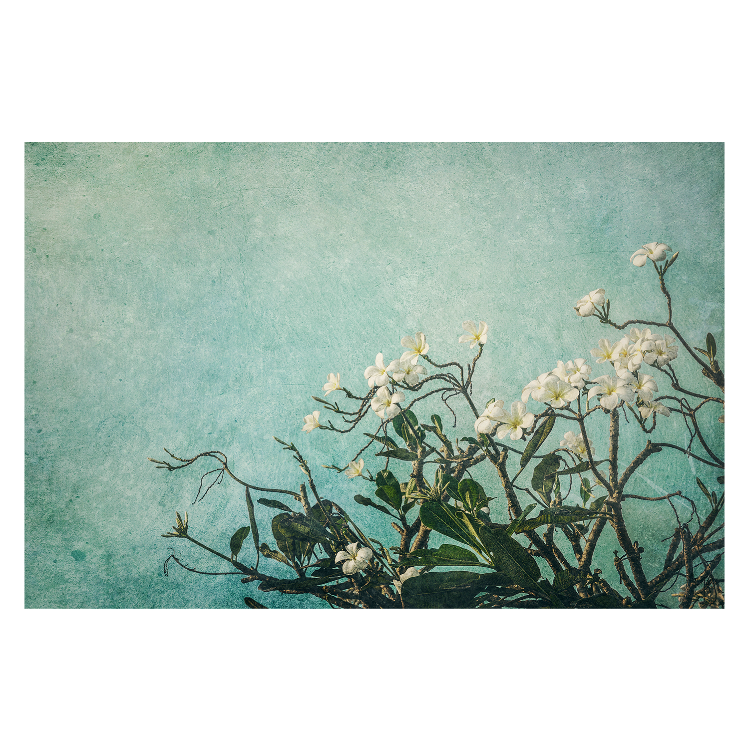 wall-art-print-canvas-poster-framed-Plumeria Flowers on an Aqua Textured Background, Augmentation , By Andrew Paranavitana-2