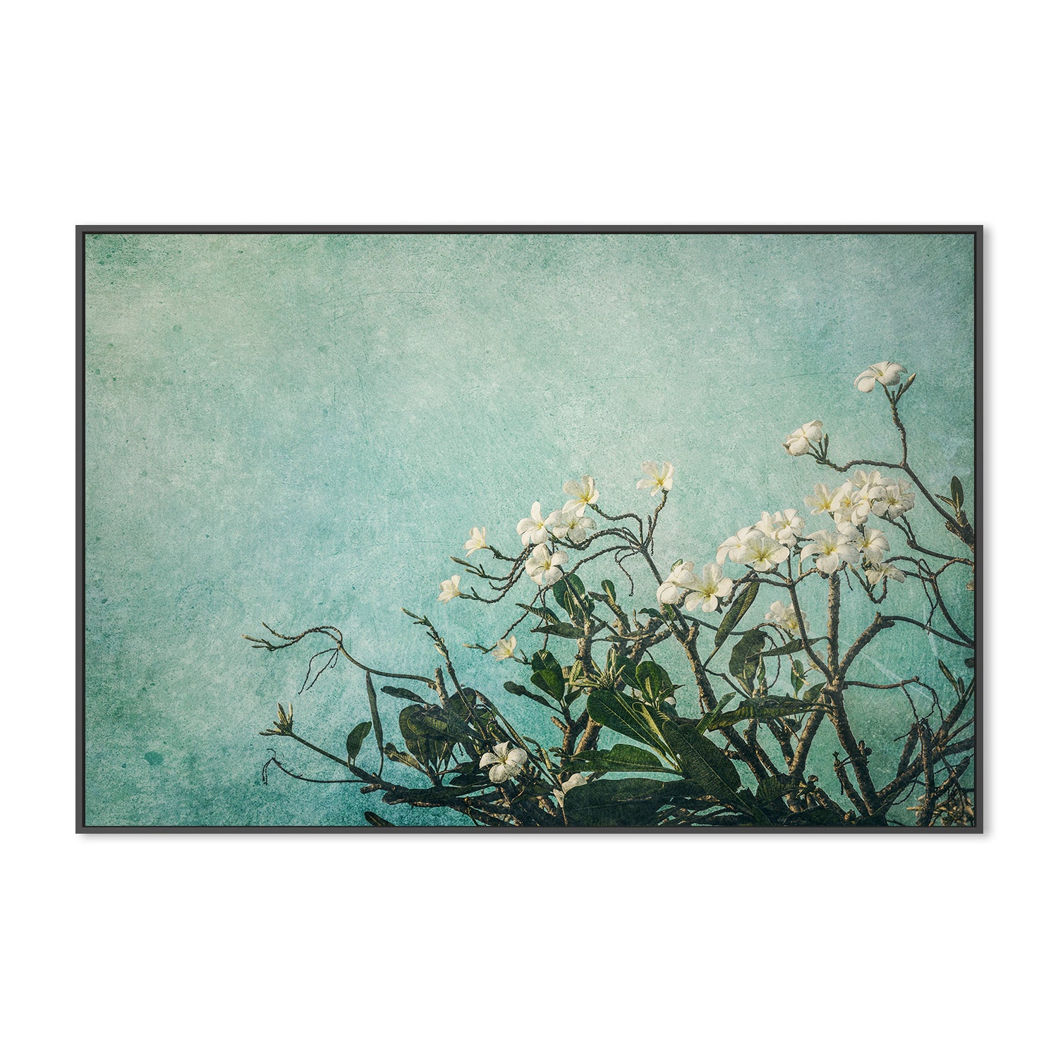 wall-art-print-canvas-poster-framed-Plumeria Flowers on an Aqua Textured Background, Augmentation , By Andrew Paranavitana-4