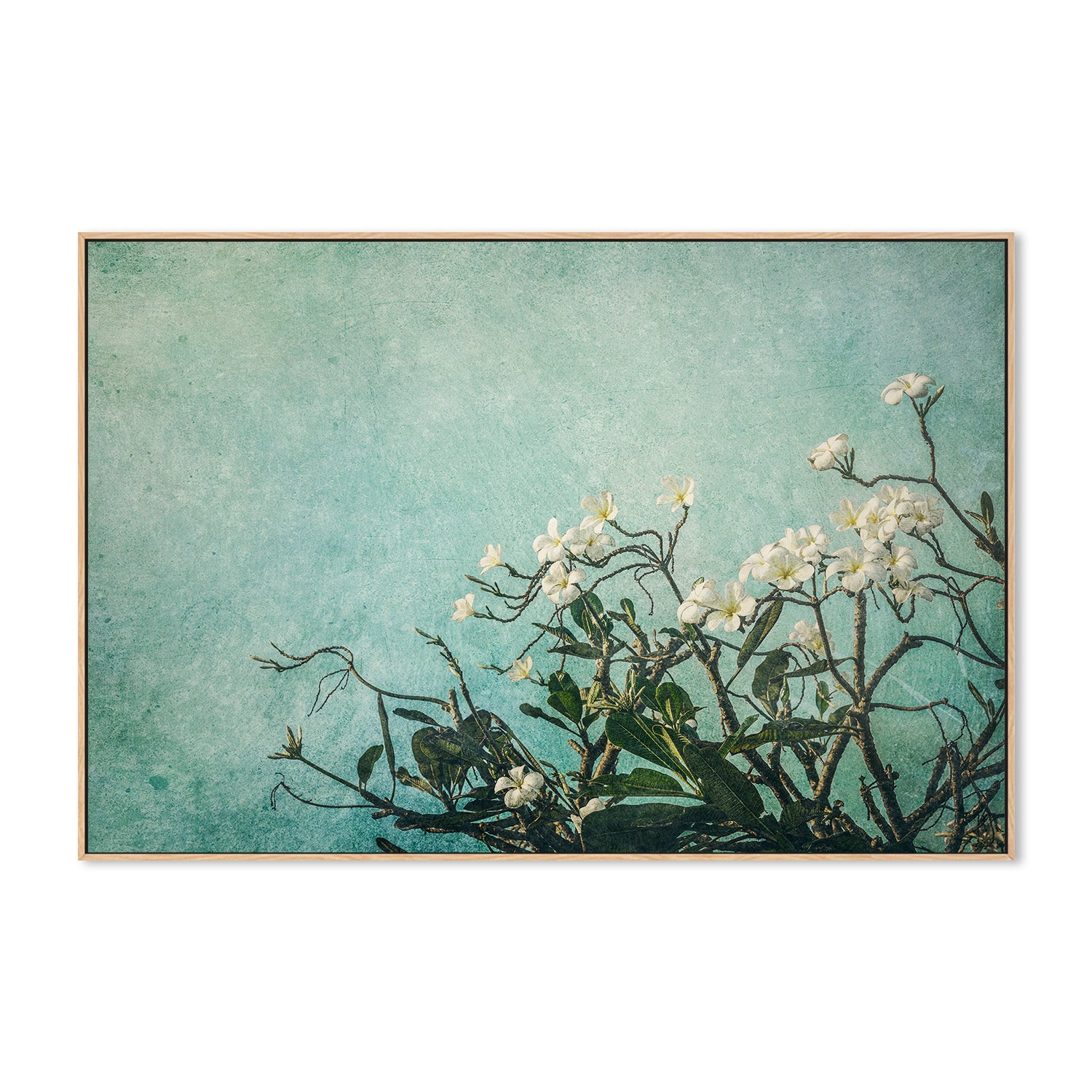 wall-art-print-canvas-poster-framed-Plumeria Flowers on an Aqua Textured Background, Augmentation , By Andrew Paranavitana-5