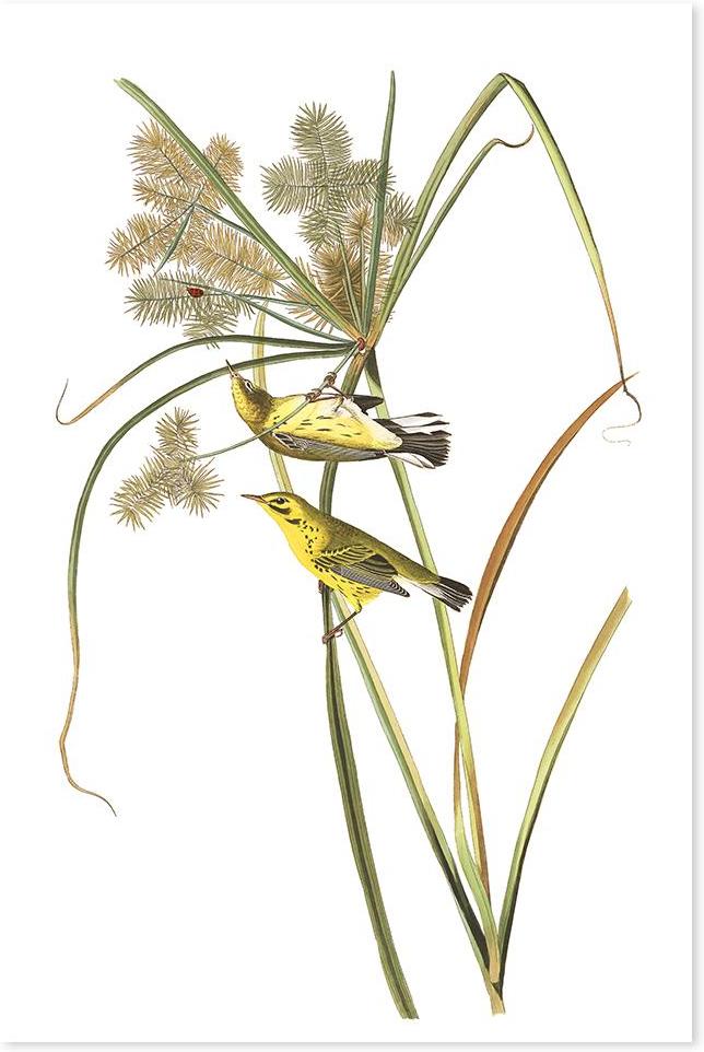 wall-art-print-canvas-poster-framed-Prairie Warbler, By John James Audubon-by-Gioia Wall Art-Gioia Wall Art