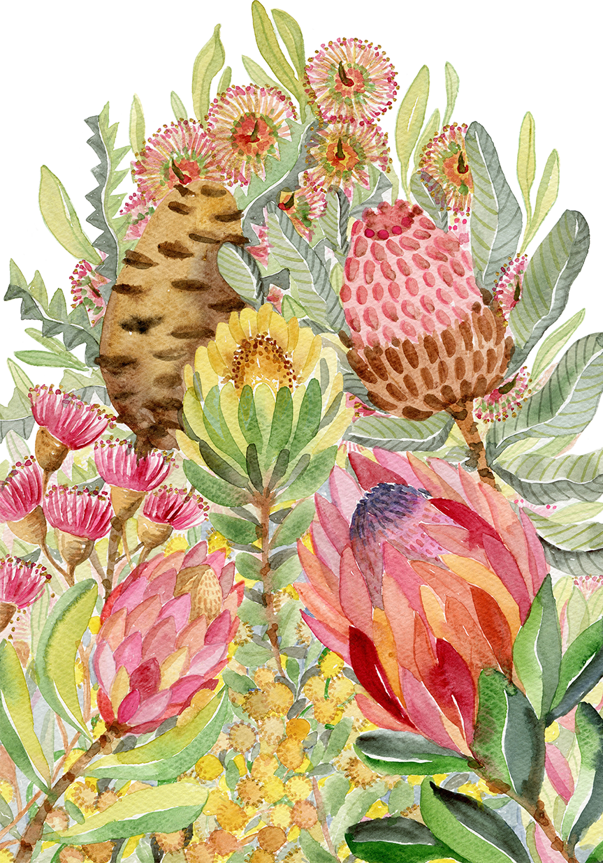 wall-art-print-canvas-poster-framed-Protea Banksia Bunch , By Jessie Mitchelson-1