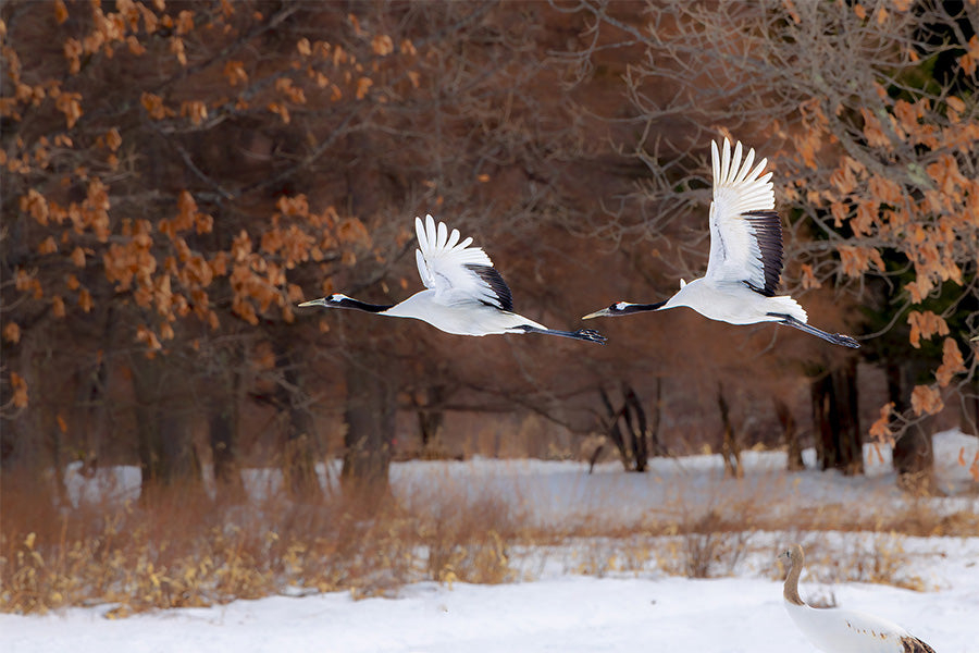 wall-art-print-canvas-poster-framed-red crowned cranes in flight-1