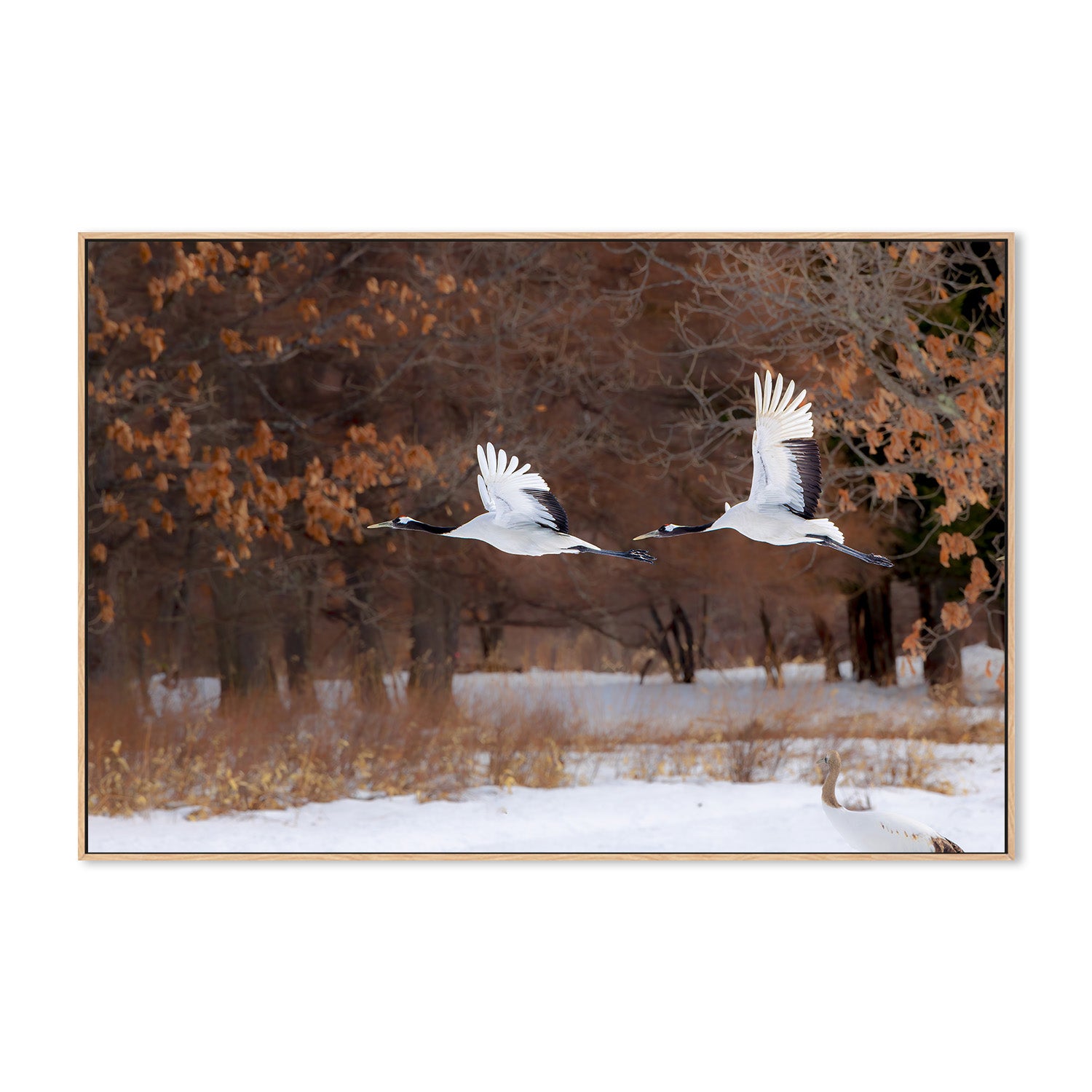 wall-art-print-canvas-poster-framed-red crowned cranes in flight-4