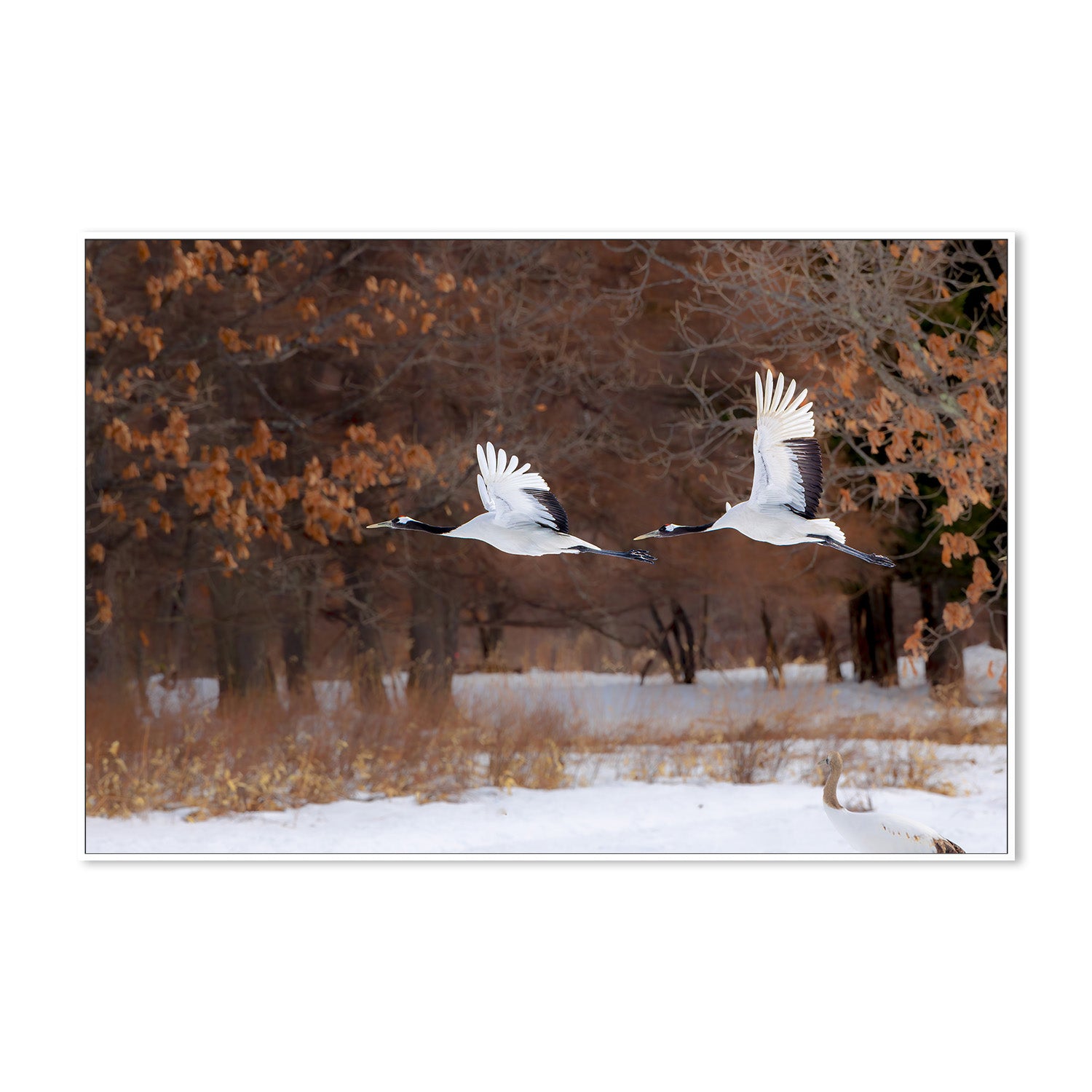 wall-art-print-canvas-poster-framed-red crowned cranes in flight-5