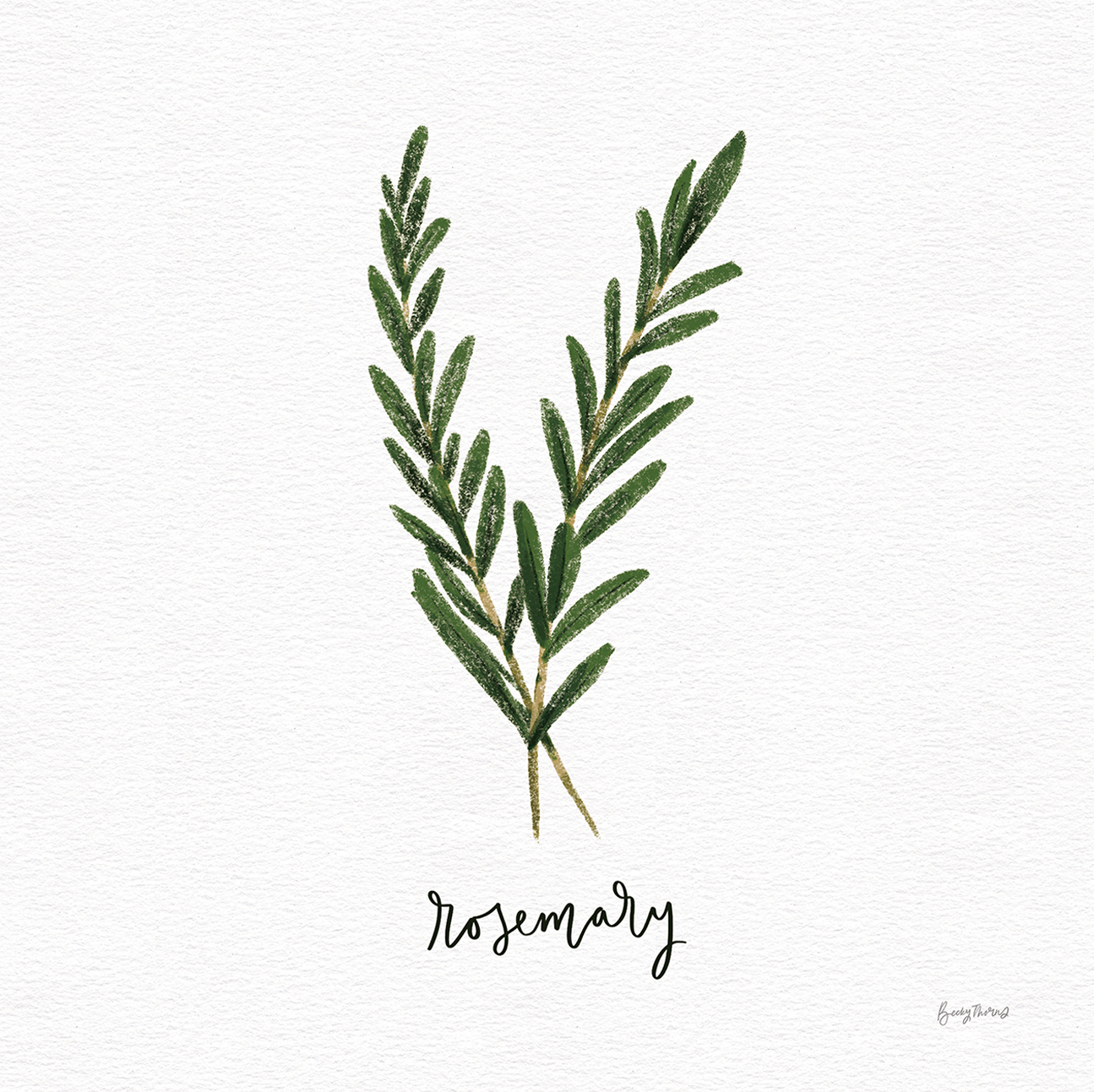 wall-art-print-canvas-poster-framed-Rosemary Herbs White, Style B , By Becky Thorns-1