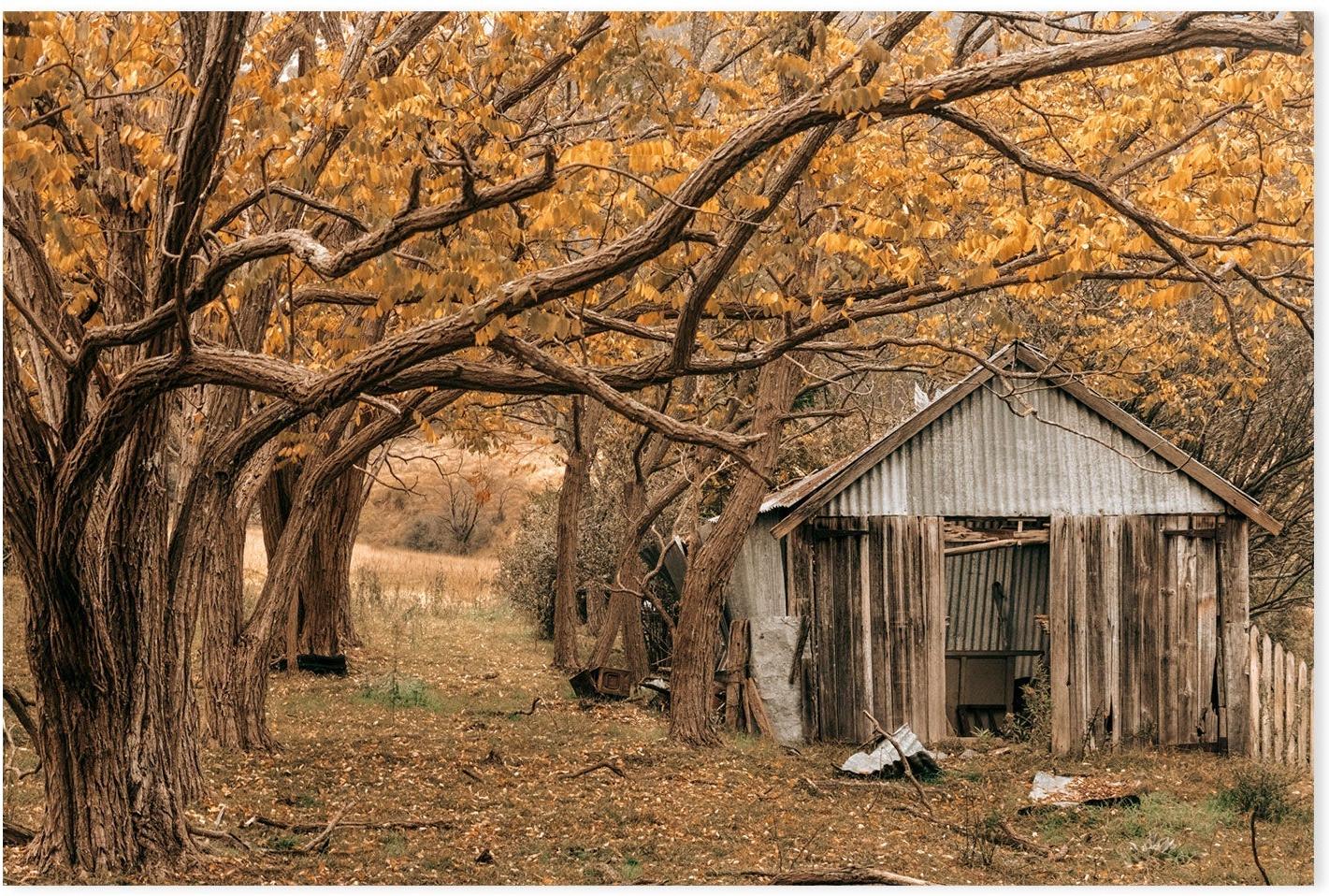 wall-art-print-canvas-poster-framed-Rustic Shed, Tenterfield, New South Wales , By Earth Sea & Me , By Earth Sea & Me-GIOIA-WALL-ART