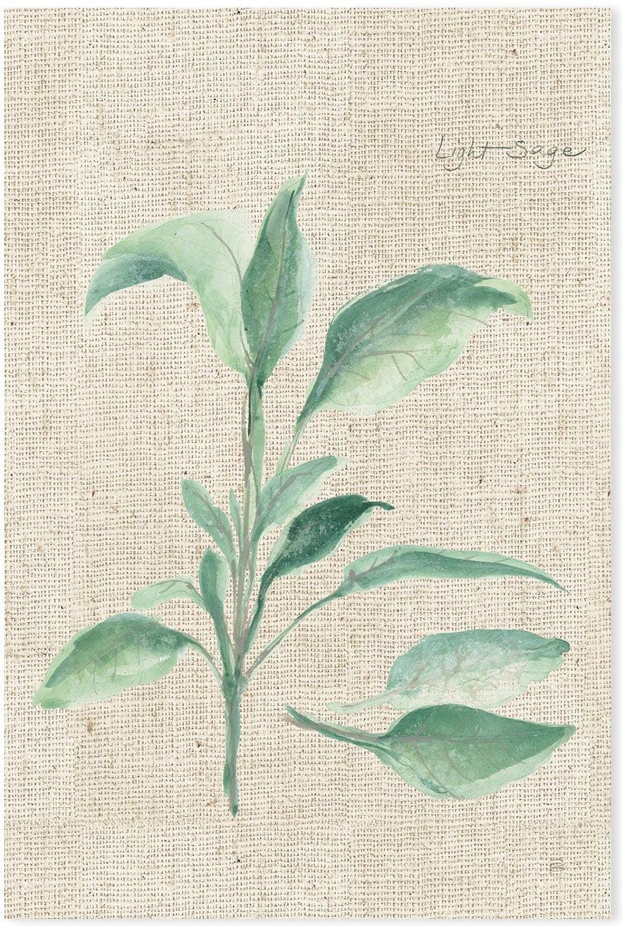 wall-art-print-canvas-poster-framed-Sage , By Chris Paschke-GIOIA-WALL-ART