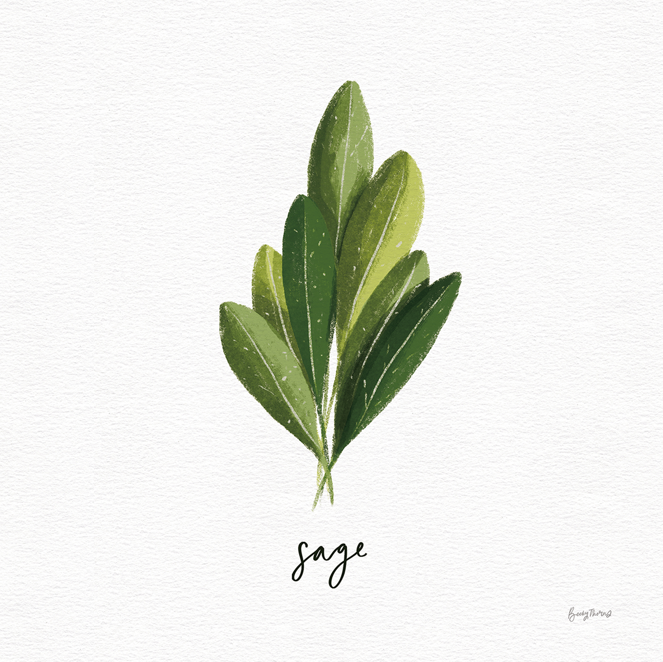 wall-art-print-canvas-poster-framed-Sage Herbs White, Style A , By Becky Thorns-1