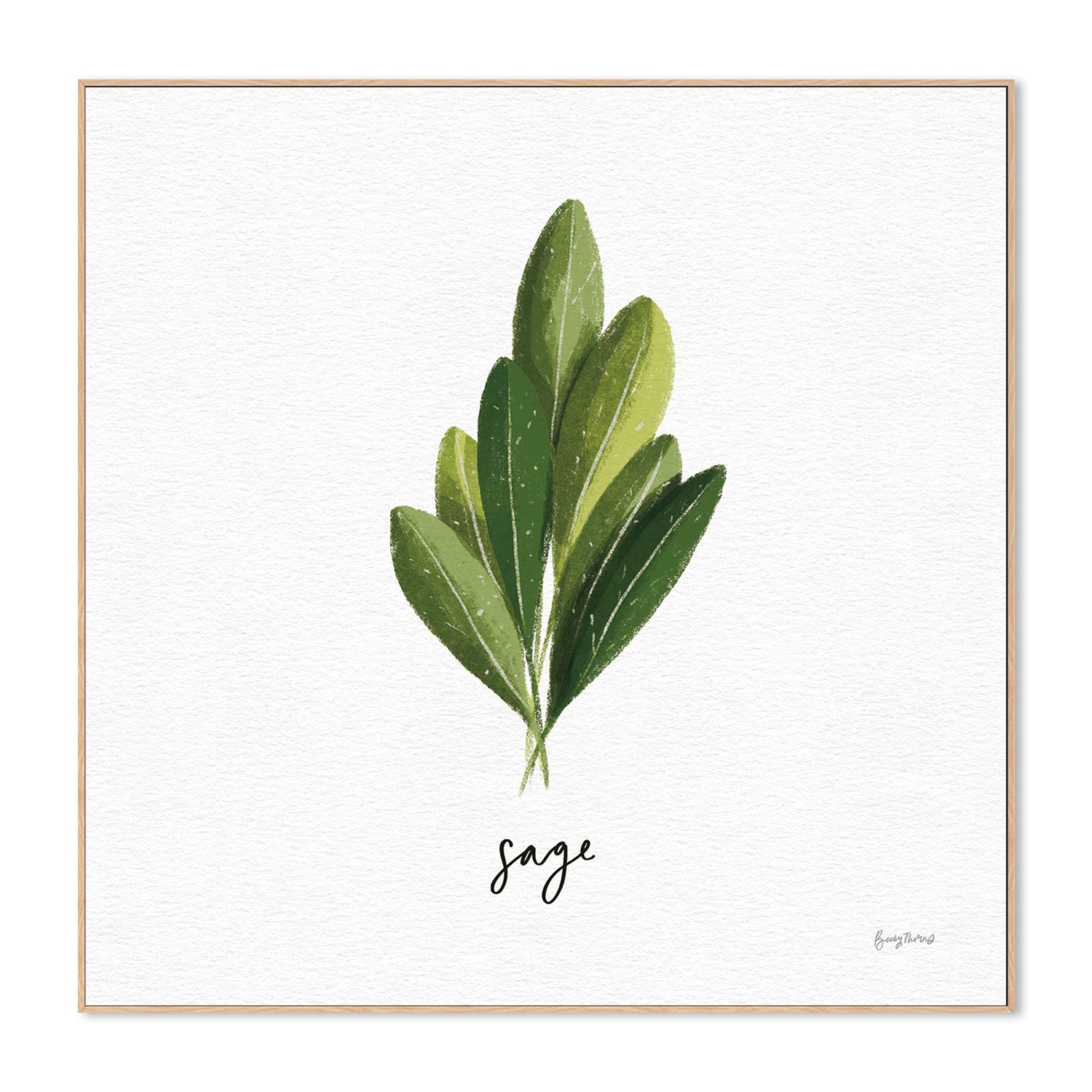 wall-art-print-canvas-poster-framed-Sage Herbs White, Style A , By Becky Thorns-4