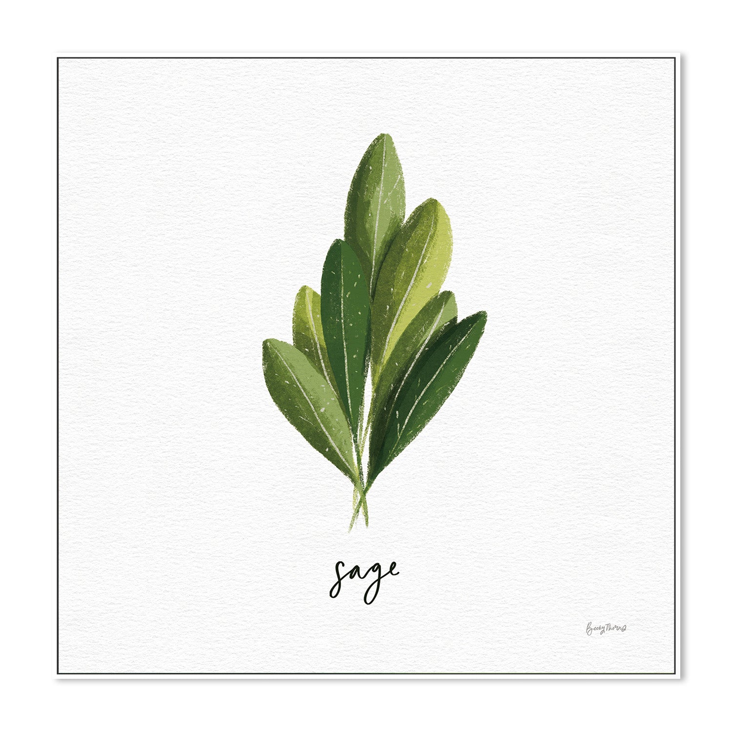 wall-art-print-canvas-poster-framed-Sage Herbs White, Style A , By Becky Thorns-5