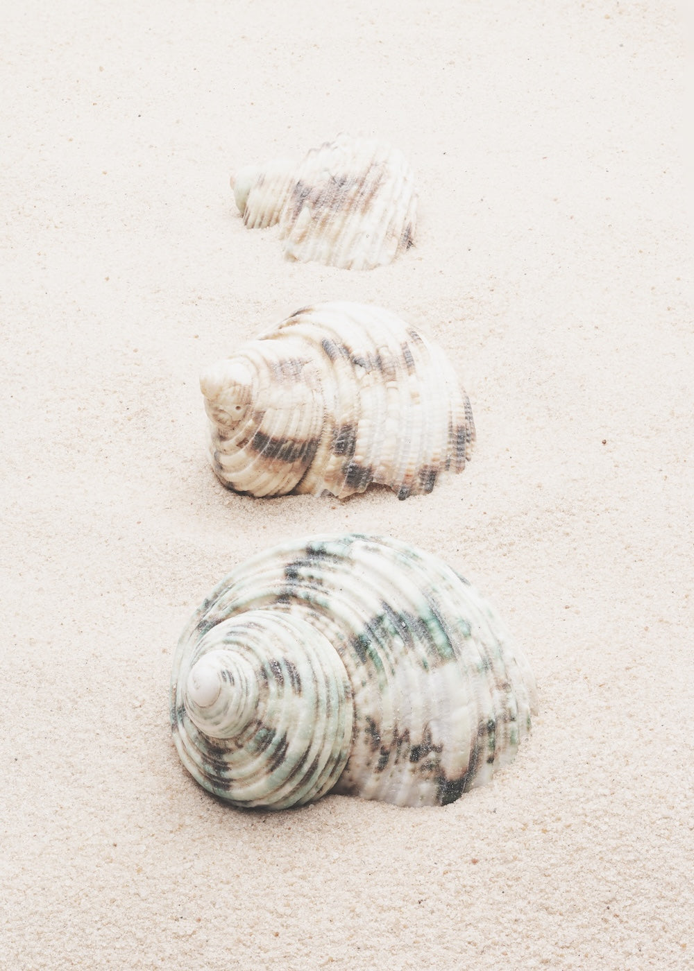 wall-art-print-canvas-poster-framed-Shells-1