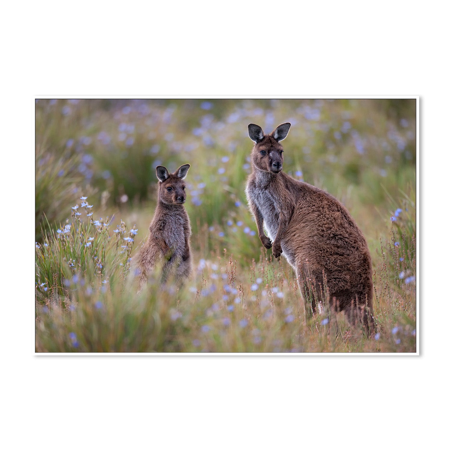 wall-art-print-canvas-poster-framed-Shot by Clint_259276-5