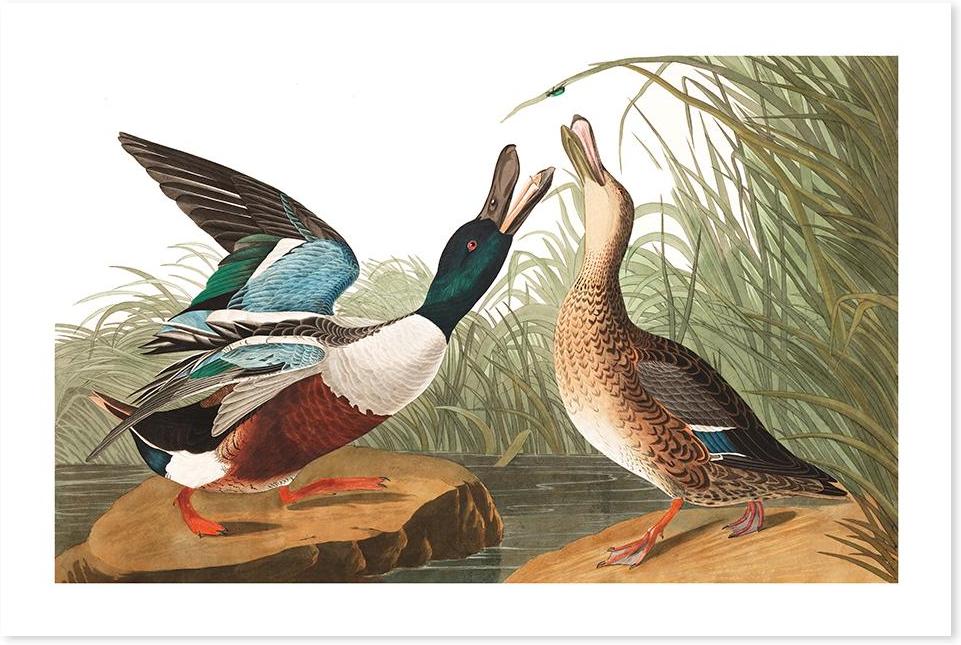 wall-art-print-canvas-poster-framed-Shoveller Duck, By John James Audubon-by-Gioia Wall Art-Gioia Wall Art
