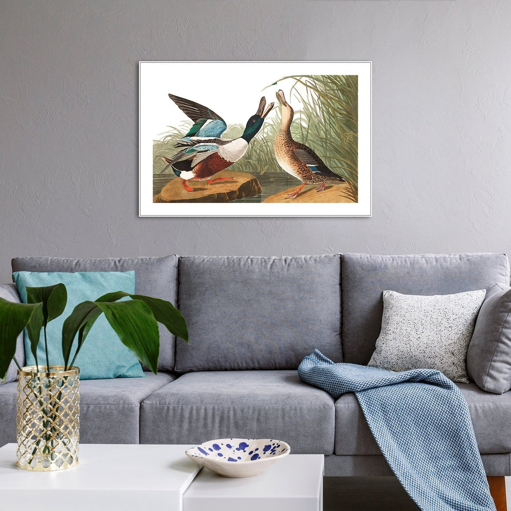 wall-art-print-canvas-poster-framed-Shoveller Duck, By John James Audubon-by-Gioia Wall Art-Gioia Wall Art