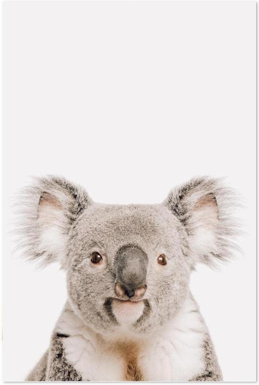 wall-art-print-canvas-poster-framed-Smiling Koala-by-Gioia Wall Art-Gioia Wall Art