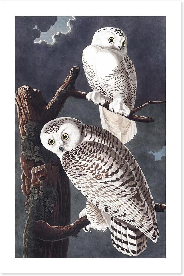 wall-art-print-canvas-poster-framed-Snowy Owl By John James Audubon-by-Gioia Wall Art-Gioia Wall Art