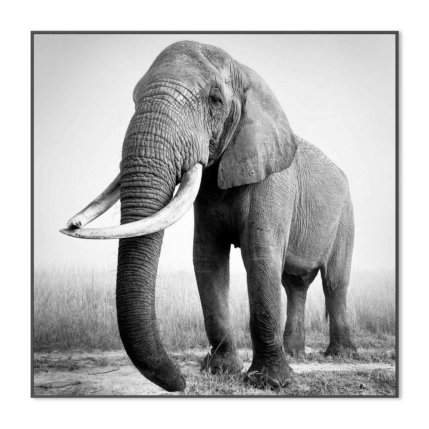 wall-art-print-canvas-poster-framed-Sophie, African elephant bull-3