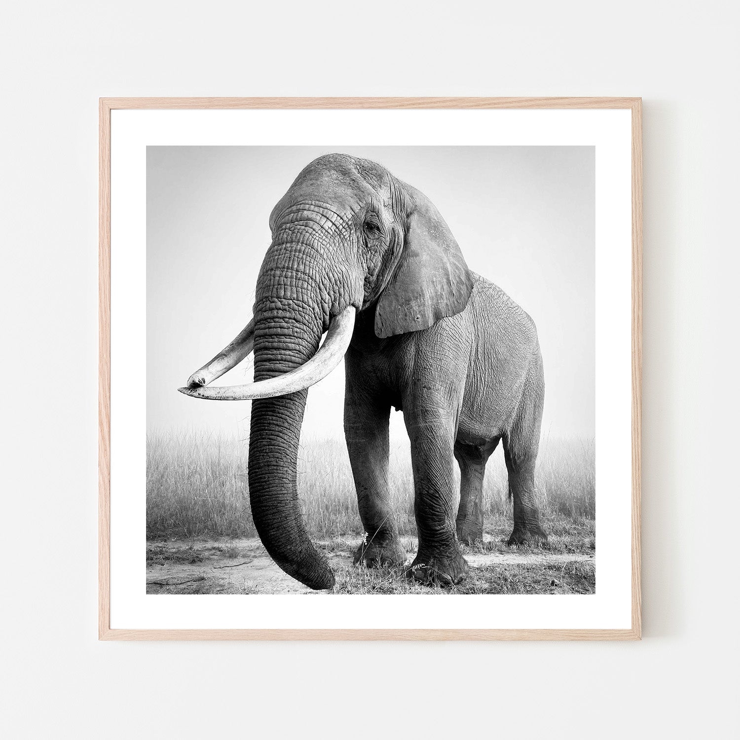 wall-art-print-canvas-poster-framed-Sophie, African elephant bull-6