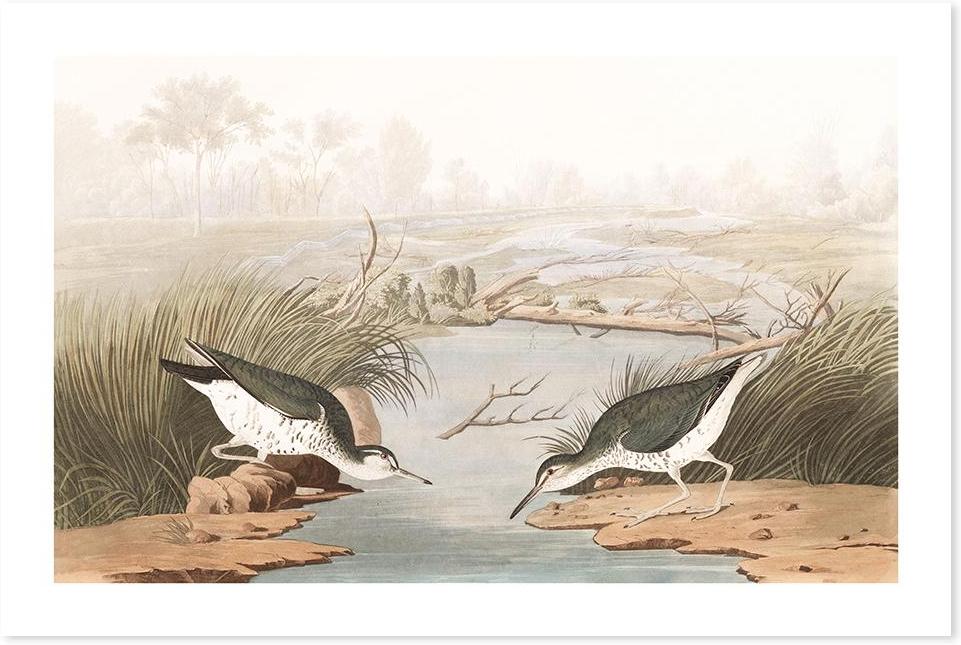 wall-art-print-canvas-poster-framed-Spotted Sandpiper, By John James Audubon-by-Gioia Wall Art-Gioia Wall Art